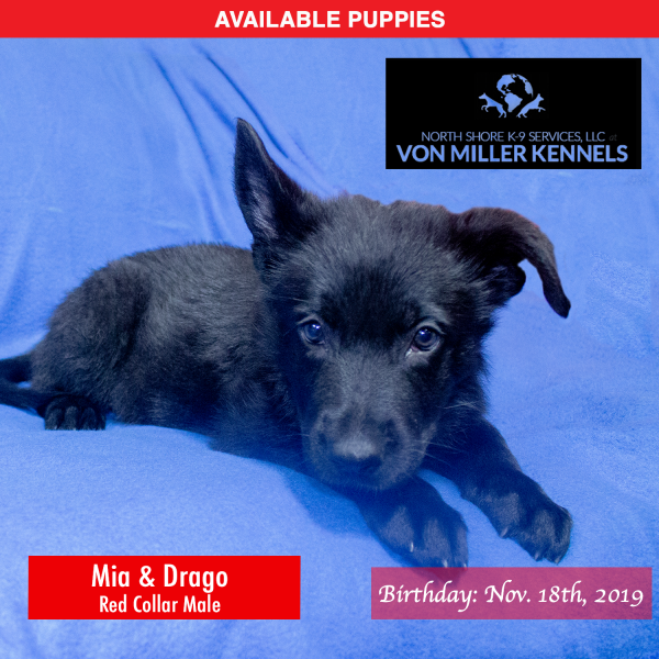 Von-Miller-Kennels_Puppies-German-Shepherds-11-18-2019-litter-Red-Male-9